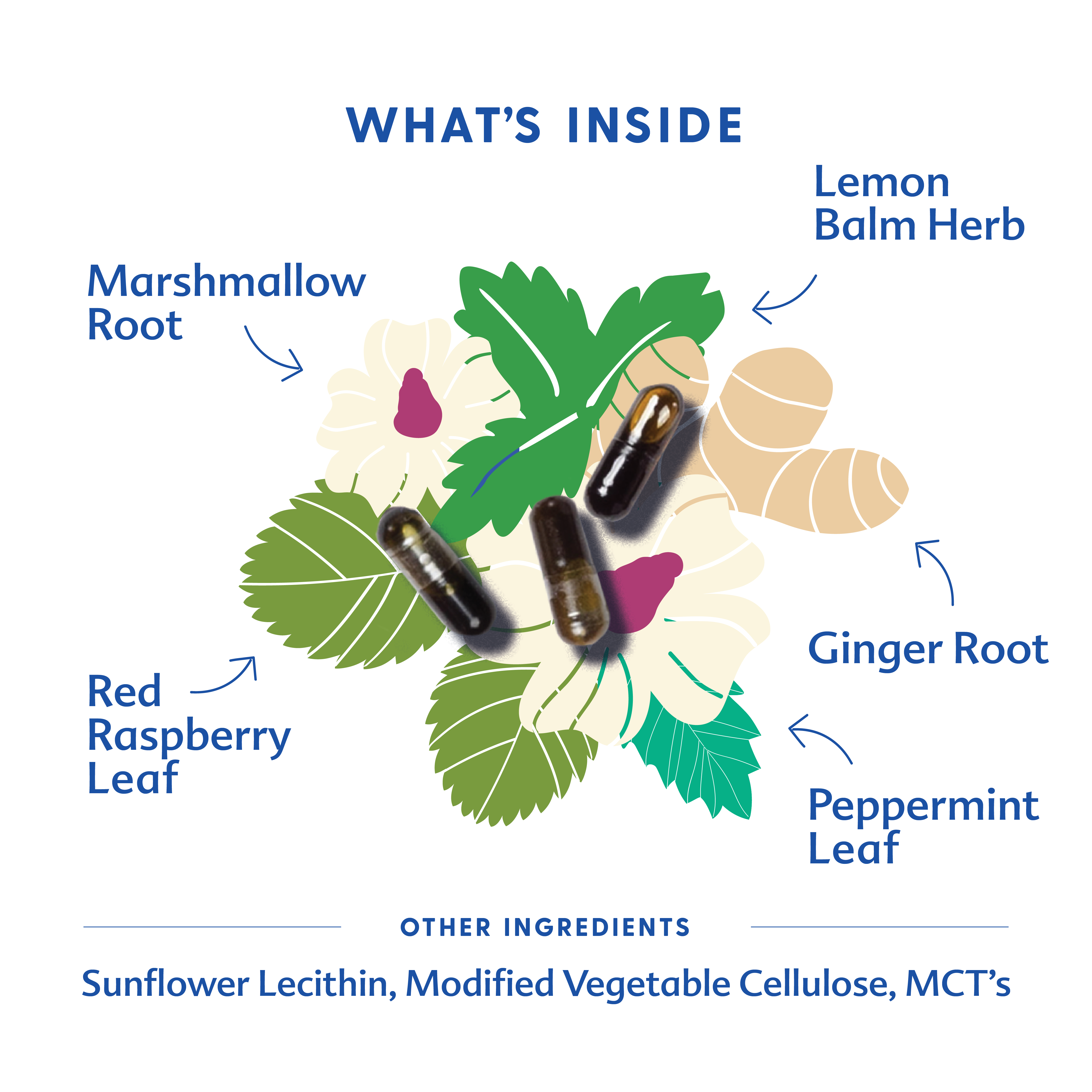 Morning Sickness Blend - Liquid Capsules